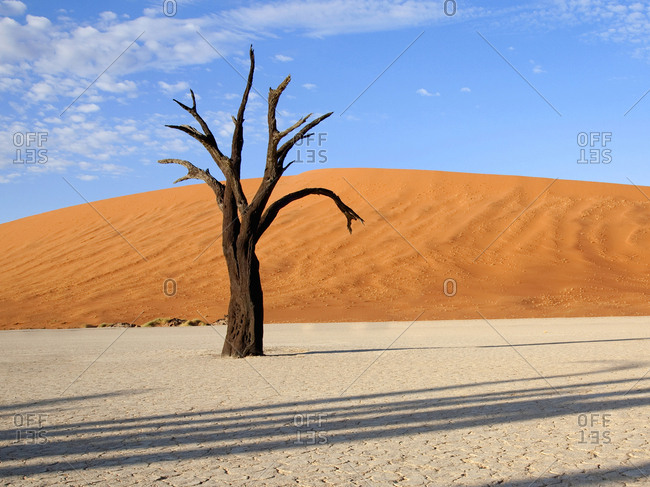 Dead tree in dried lake bed in the Sossusvlei desert region, Namibia