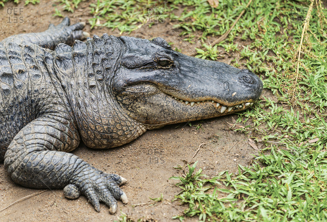 A crocodile in Queensland, Australia