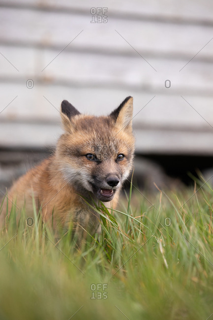 A young fox in tall grass