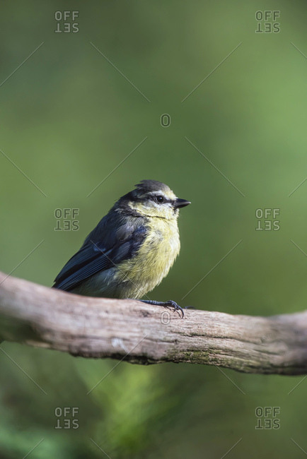 Young great tit bird perched on a tree branch