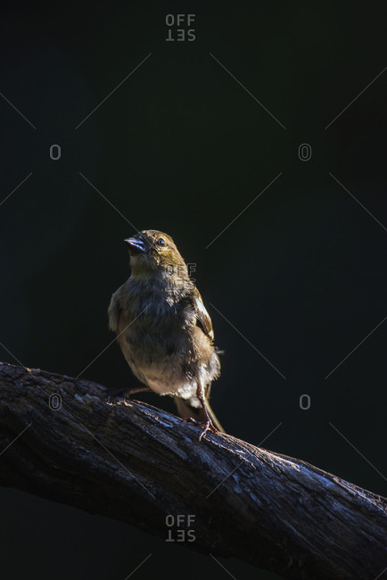 Young brown bird perched on a tree branch