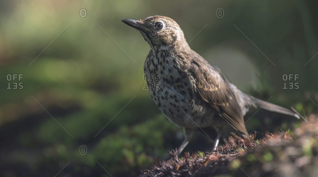 Song thrush bird on ground