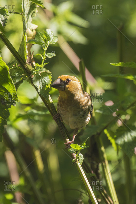 Chestnut-bellied Seed Finch perched on plant