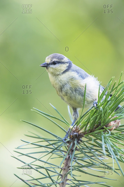 Young great tit bird perched on a pine branch