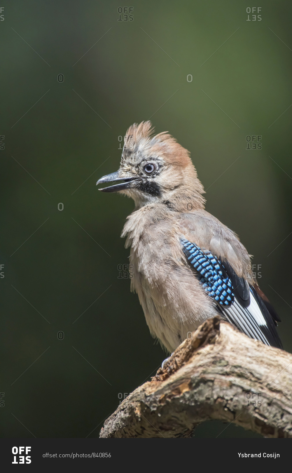 Fluffy young jay bird on a tree branch