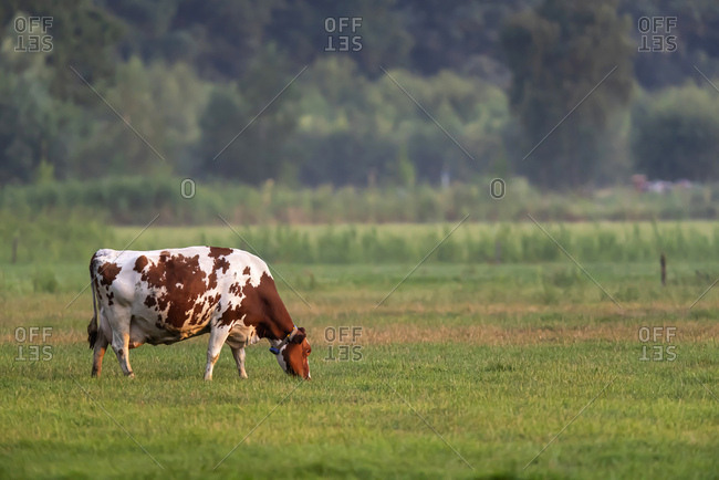 Spotted cow grazing in a pasture