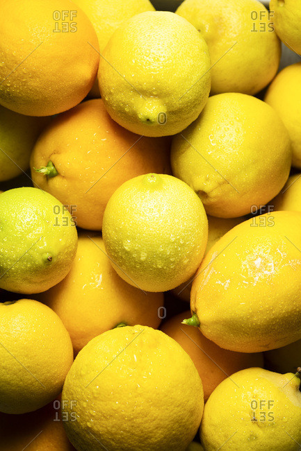 Freshly picked lemons, glistening with water droplets.