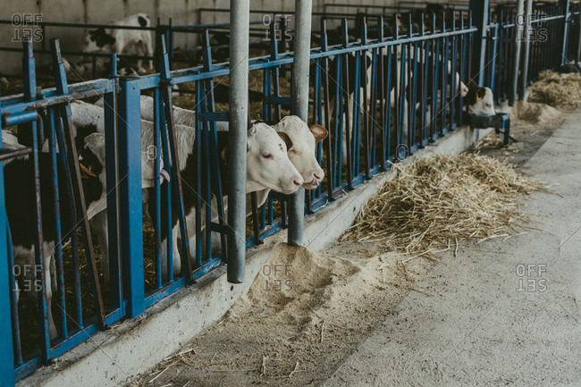 Cute small calves standing together in the corral on a farm