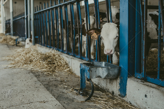 Cute small calf in the corral on a farm