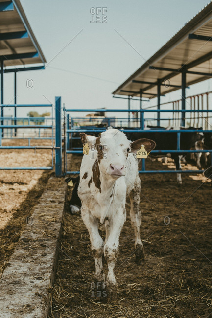 Cute small calf in the corral on a farm