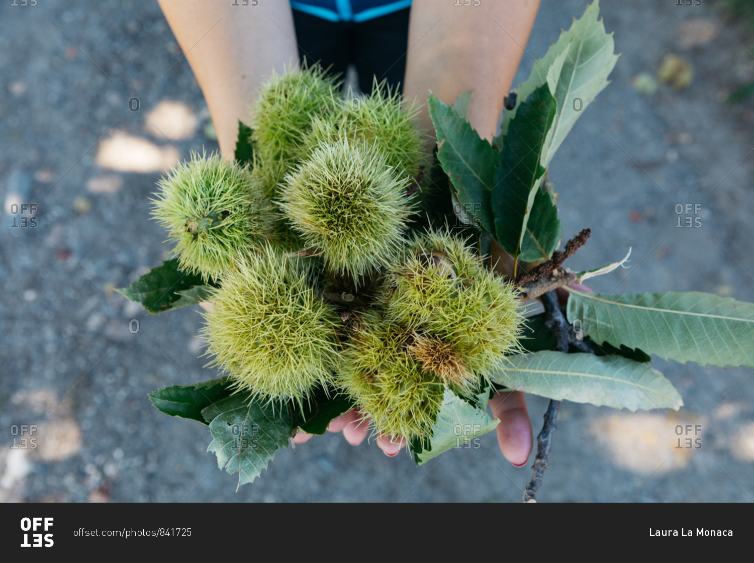 Person holding spiky chestnuts in South Tyrol, Italy