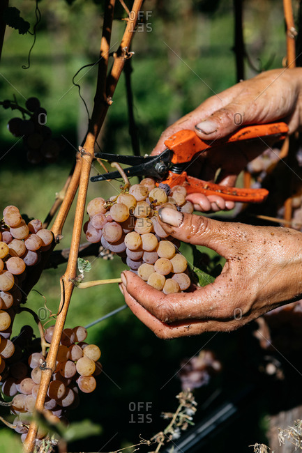Hands harvesting grapes from vine with shears in South Tyrol, Italy