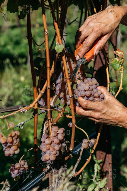 Hands harvesting grapes from vineyard with shears in South Tyrol, Italy