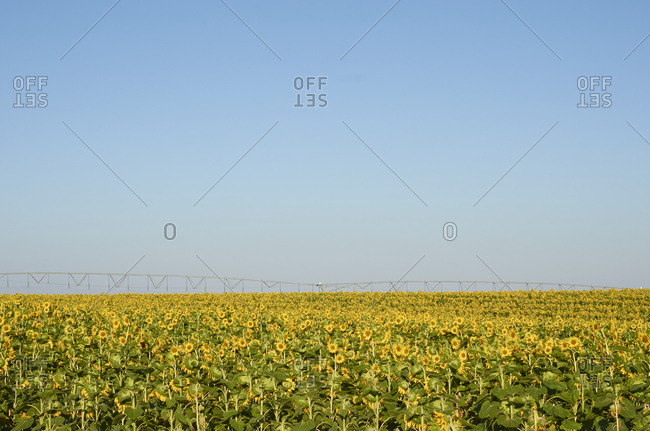 Agricultural irrigation machine on a sunflower field in the Alentejo region, Portugal