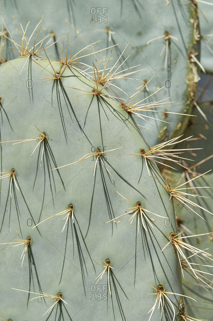 Close up of cactus in Marrakesh, Morocco, Africa