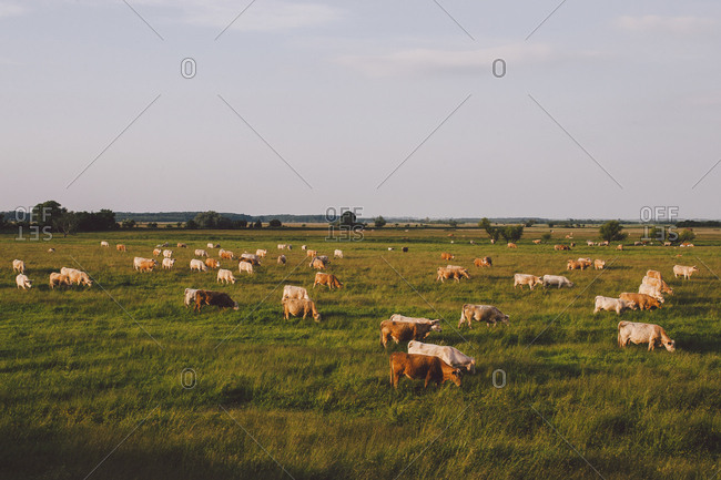 Cows grazing on grassy field against sky during sunset