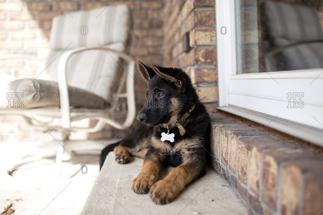German Shepherd looking away while lying on steps by house