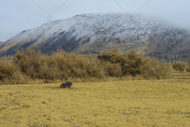 Rolling Hills in The Oregon Desert