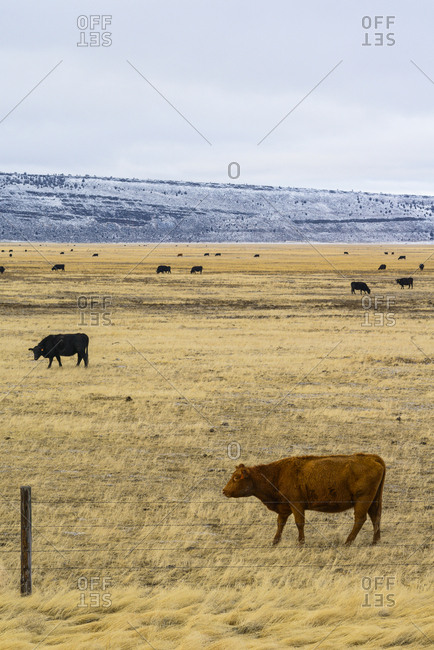 Cattle Grazing In Oregon Desert Winter
