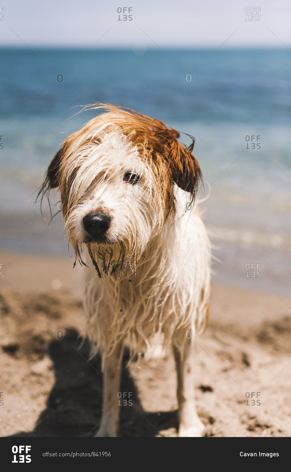 Wet hairy dog standing on shore at beach during sunny day