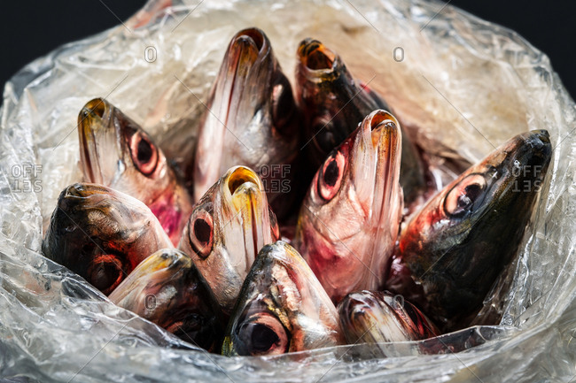 Closeup of raw fish put in open plastic bag heads sticking out