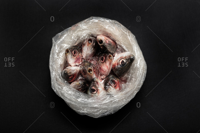 Closeup of raw fish put in open plastic bag heads sticking out