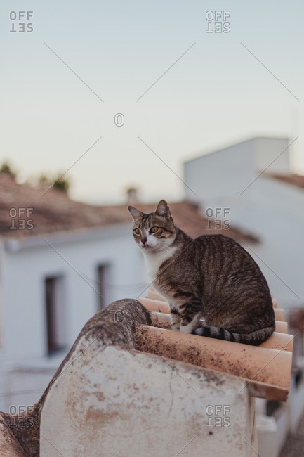Cat sitting on tile fence near sidewalk among houses on narrow street