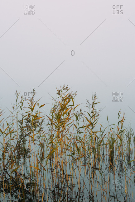Yellow and green dried plants growing in swamp water on foggy day in finland
