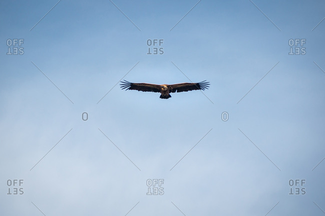 Wild hawk with big wings hovering in clear blue sky