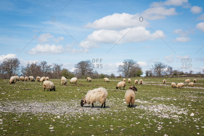 Flock of mountain fluffy sheep grazing and eating grass in green meadow