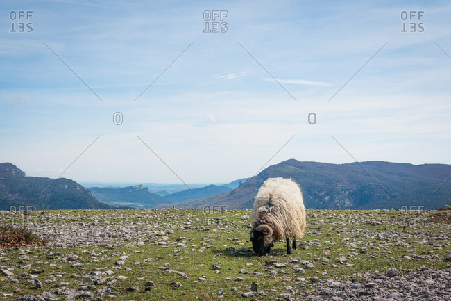 Flock of mountain fluffy sheep grazing and eating grass in green meadow