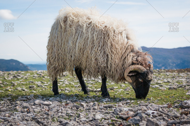 Flock of mountain fluffy sheep grazing and eating grass in green meadow