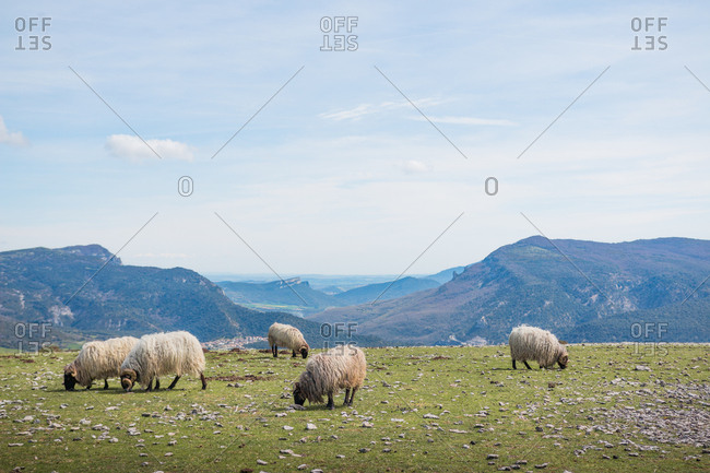 Flock of mountain fluffy sheep grazing and eating grass in green meadow