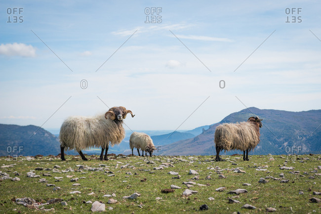 Flock of mountain fluffy sheep grazing and eating grass in green meadow
