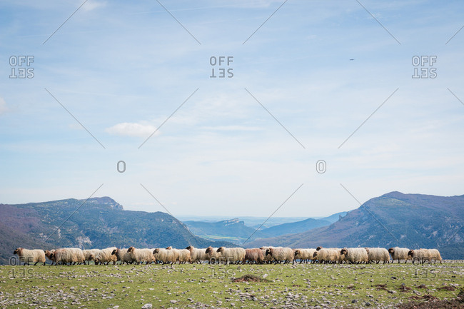 Flock of mountain fluffy sheep grazing and eating grass in green meadow