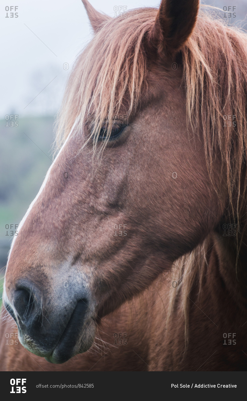 Head of amazing horse with chestnut colored coat standing on blurred background of nature