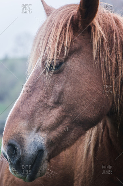 Head of amazing horse with chestnut colored coat standing on blurred background of nature