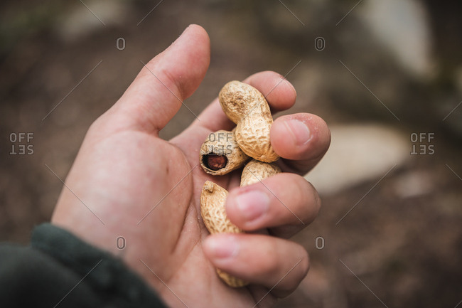 From above hand of anonymous man holding few unshelled peanuts on blurred background of forest ground