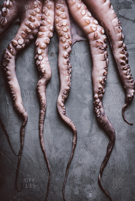 Raw octopus tentacles on gray background