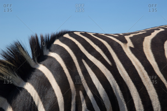 Black And White Striped Animals Stock Photos Offset