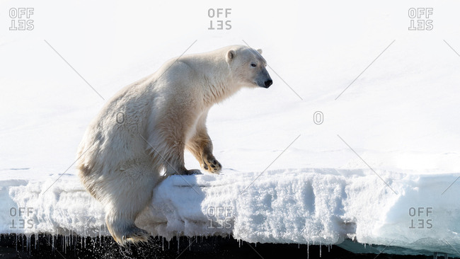 Adult male polar bear climbs out of the water at the edge of the fast ice in Svalbard, a Norwegian archipelago between mainland Norway and the North Pole