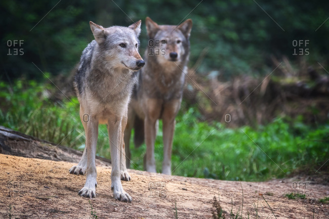 A pair of Mackenzie Valley wolves, Canis lupus occidentalis, a subspecies of the Grey Wolf and the largest wolves in the world.