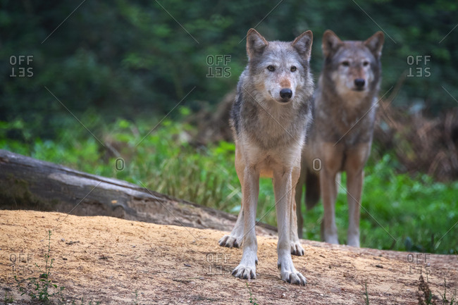 A pair of Mackenzie Valley wolves, Canis lupus occidentalis, a subspecies of the Grey Wolf and the largest wolves in the world.