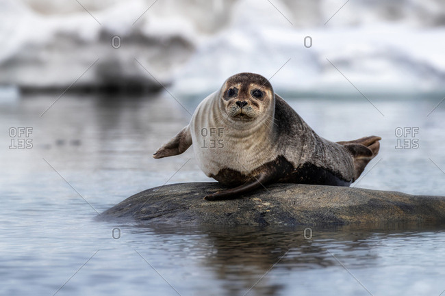 Harour seal, Phoca vitulina, on a rock in the arctic waters of Svalbard, a Norwegian archipelago between mainland Norway and the North Pole.