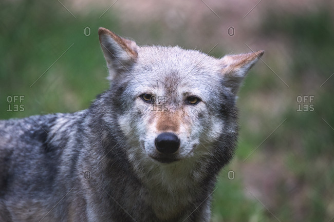 A Mackenzie Valley wolf, Canis lupus occidentalis, close up. This is a subspecies of the Grey Wolf and the largest wolf species in the world.