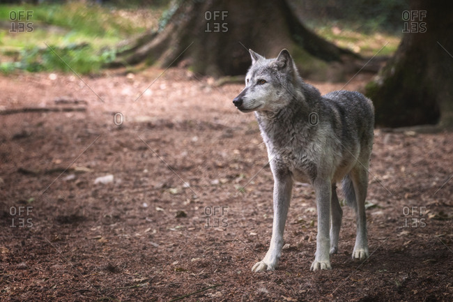 A Mackenzie Valley wolf, Canis lupus occidentalis, in a forest clearing. This is a subspecies of the Grey Wolf and the largest wolf species in the world.