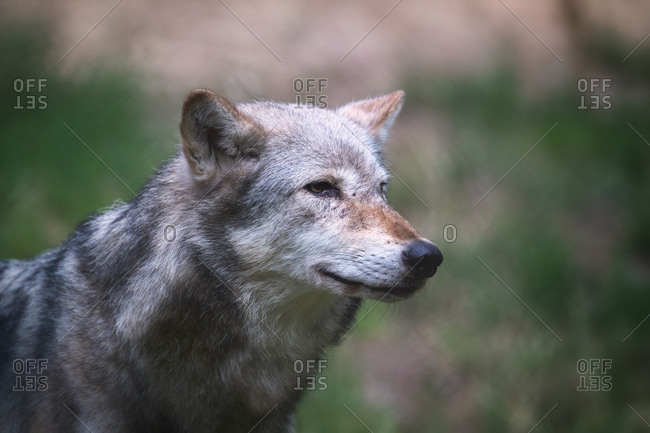 A Mackenzie Valley wolf, Canis lupus occidentalis, side profile close up. This is a subspecies of the Grey Wolf and the largest wolf species in the world.