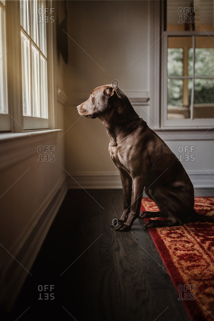 Dog sitting by a window looking outside