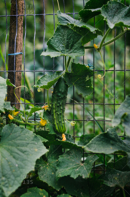 A single cucumber growing on vine in a garden