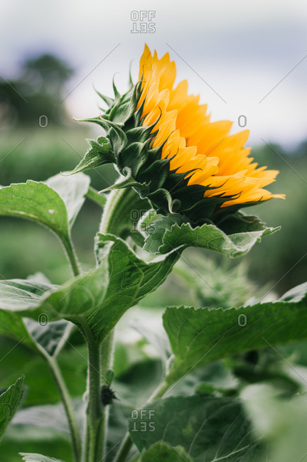 Single sunflower growing in the garden
